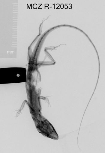Media type: image;   Herpetology R-12053 Aspect: dorsoventral x-ray